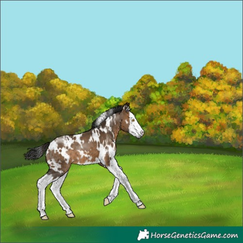 Horse Color:Gray White Spotted Brown Dun Splash Varnish 
