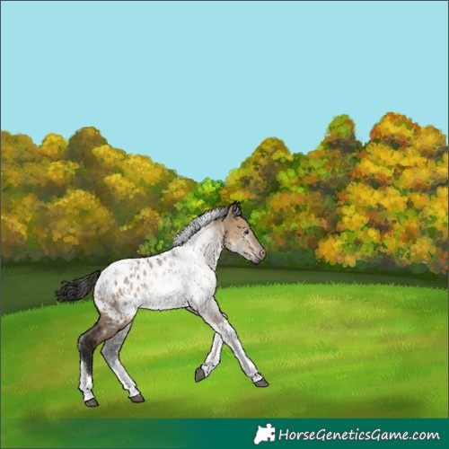 Horse Color:Gray White Spotted Brown Dun Tobiano Appaloosa Rabicano 