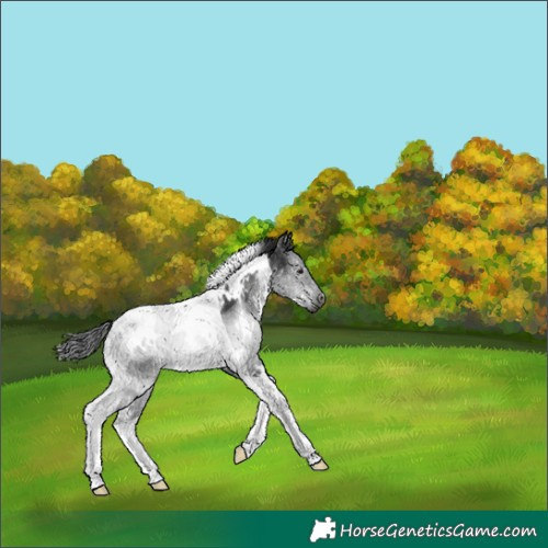 Horse Color:Gray White Spotted Black Tobiano 