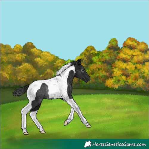 Horse Color:Gray Black Tobiano Rabicano 