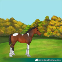 Horse Color:Bay Tobiano