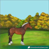Horse Color:Bay Tobiano