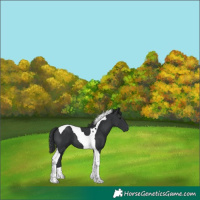 Horse Color:Black Tobiano 