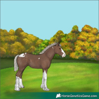 Horse Color:Silver Black Splash Tobiano 