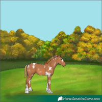 Horse Color:Painted White Spotted Chestnut Tobiano 
