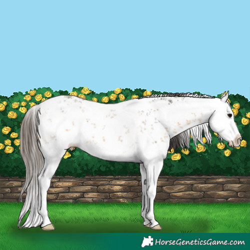 Horse Color:White Spotted Buckskin Sabino Splash 