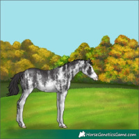 Horse Color:White Spotted Smoky Black Rabicano