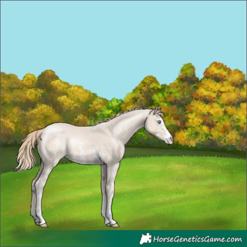 Horse Color:Smoky Creme Sabino Rabicano 