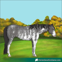 Horse Color:Smoky Black Sabino Rabicano 