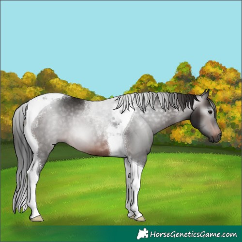 Horse Color:Gray Brown Tobiano