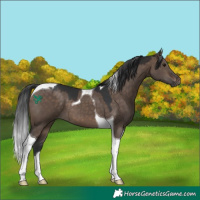 Horse Color:Brown Dun Tobiano 