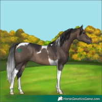 Horse Color:Brown Dun Tobiano 
