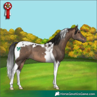Horse Color:Brown Dun Tobiano 