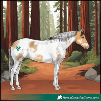 Horse Color:White Spotted Buckskin Dun Tobiano 