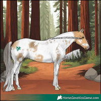 Horse Color:White Spotted Buckskin Dun Tobiano