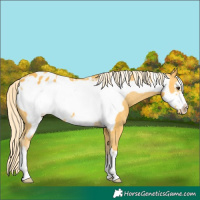 Horse Color:Palomino Frame Blanket 