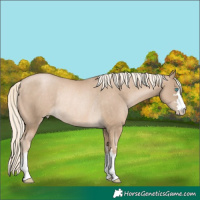 Horse Color:Chocolate Palomino Pearl Rabicano