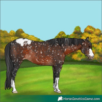 Horse Color:Brown Appaloosa Rabicano