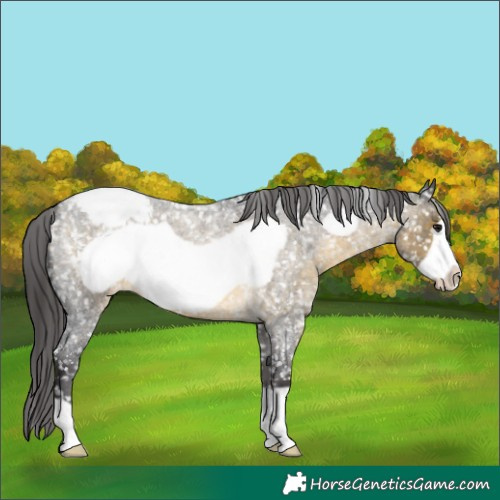 Horse Color:Buckskin Roan Frame Snowcap 
