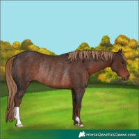 Horse Color:Liver Chestnut Rabicano