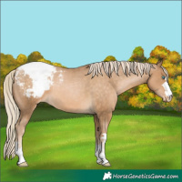 Horse Color:Chocolate Palomino Pearl Snowcap 