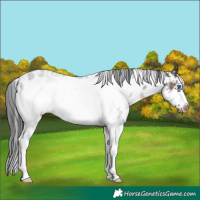 Horse Color:Brown Sabino Frame Varnish Rabicano