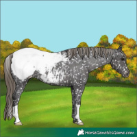 Horse Color:Smoky Black Appaloosa