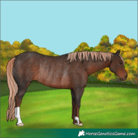 Horse Color:Liver Chestnut Rabicano