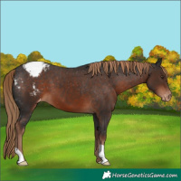 Horse Color:Liver Chestnut Varnish