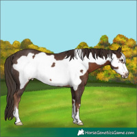Horse Color:Liver Chestnut Frame Rabicano