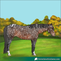 Horse Color:Brown Snowflake Varnish 
