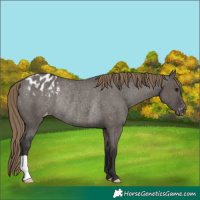 Horse Color:Smoky Grullo Blanket Rabicano