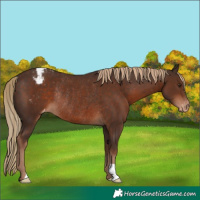 Horse Color:Liver Chestnut Appaloosa Rabicano