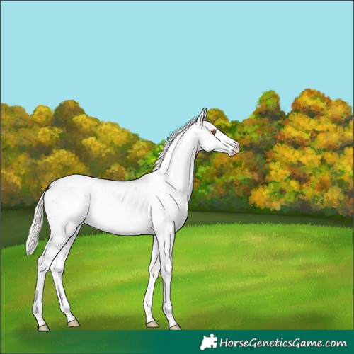 Horse Color:Silver Black Pearl Sabino Rabicano 