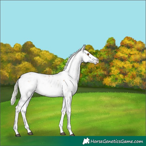 Horse Color:Silver Black Pearl Sabino Rabicano 
