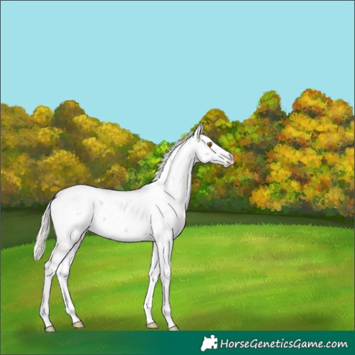 Horse Color:Silver Black Pearl Sabino 