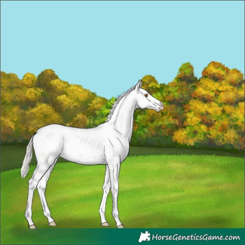 Horse Color:Silver Black Pearl Sabino 