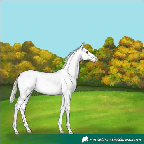 Horse Color:Silver Black Pearl Sabino Rabicano 