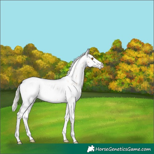 Horse Color:Silver Black Pearl Sabino Rabicano 