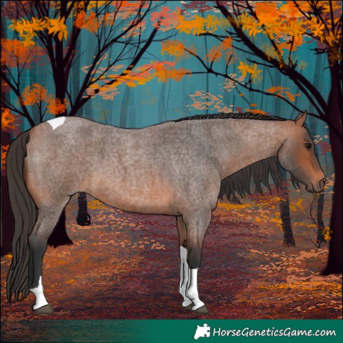 Horse Color:Bay Roan Tobiano 