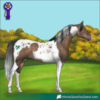 Horse Color:Bay Dun Tobiano
