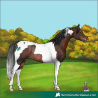 Horse Color:Bay Tobiano Rabicano 