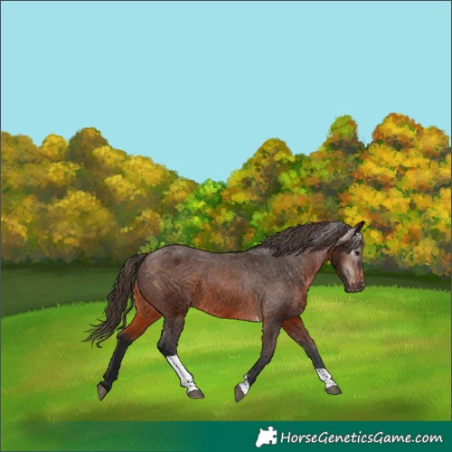 Horse Color:Gray Bay Tobiano Varnish 