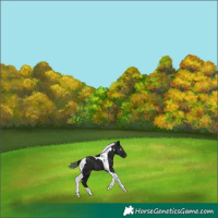Horse Color:Gray Black Tobiano Varnish 