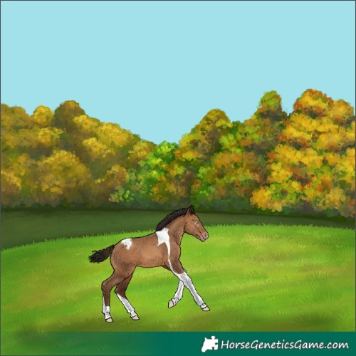 Horse Color:Gray Amber Champagne Tobiano Varnish 