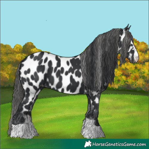 Horse Color:Black Appaloosa 