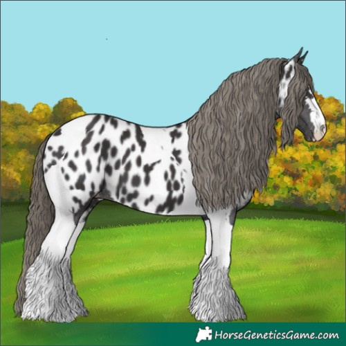 Horse Color:Smoky Black Tobiano Appaloosa 