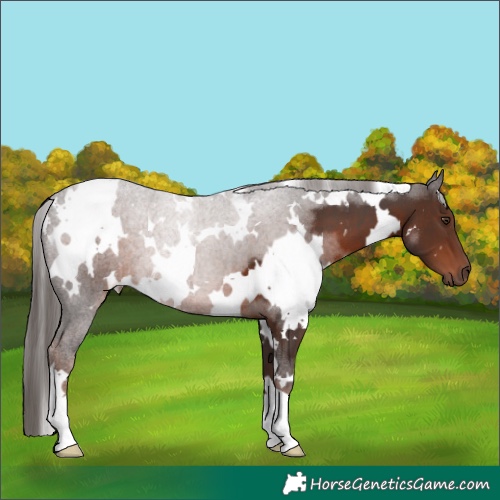 Horse Color:White Spotted Liver Chestnut 