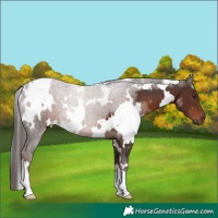 Horse Color:White Spotted Liver Chestnut