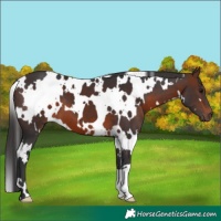 Horse Color:White Spotted Brown